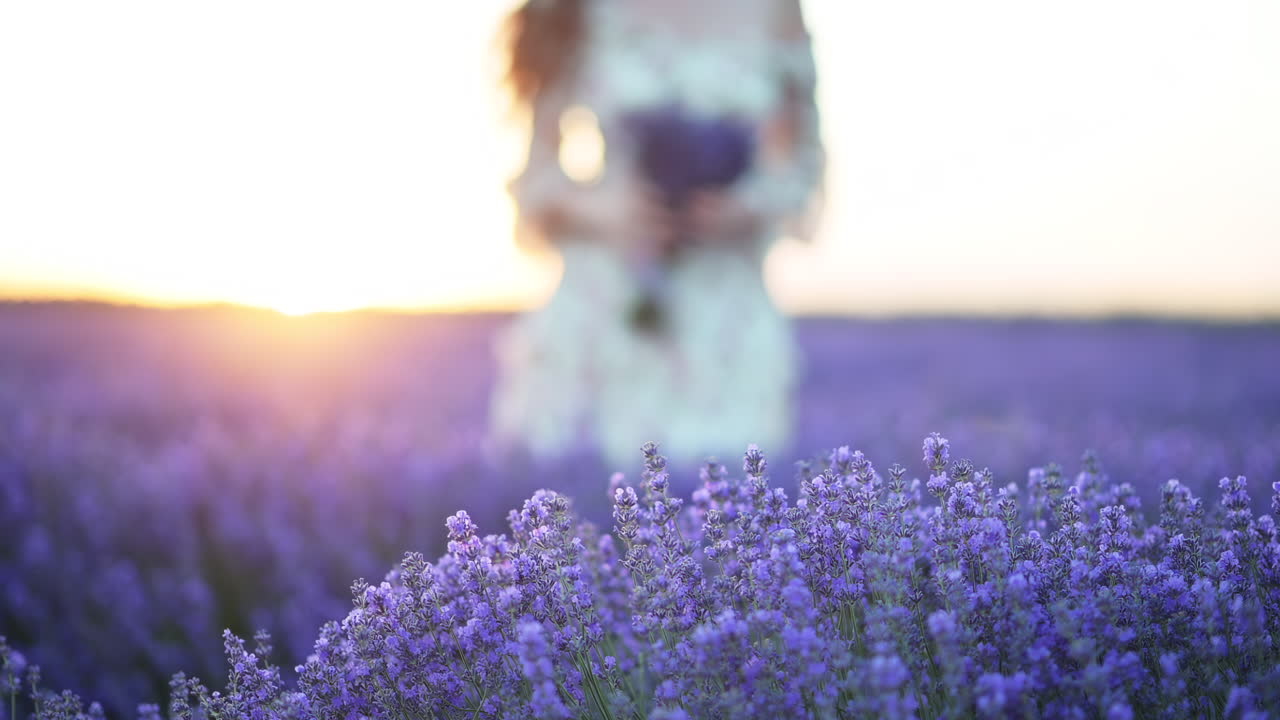 Close up of lavender flowers in full bloom with a blurred woman in a floral dress walking in the background