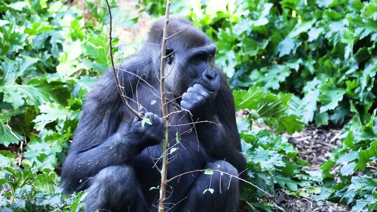 gorilas que comen plantas en un entorno exuberante