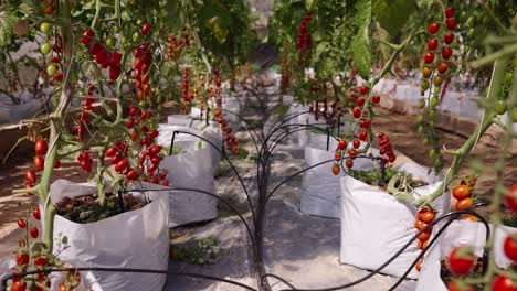 rows of tomato plants in a greenhouse