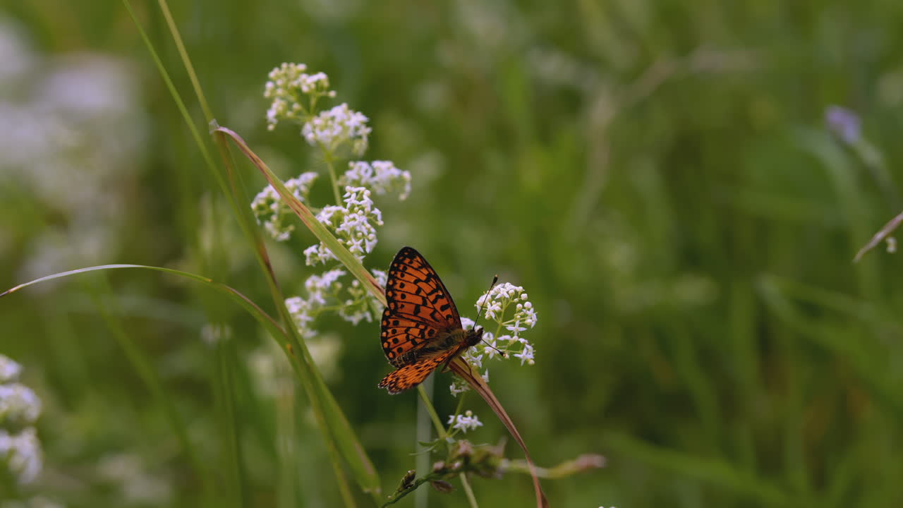 mariposa en flores