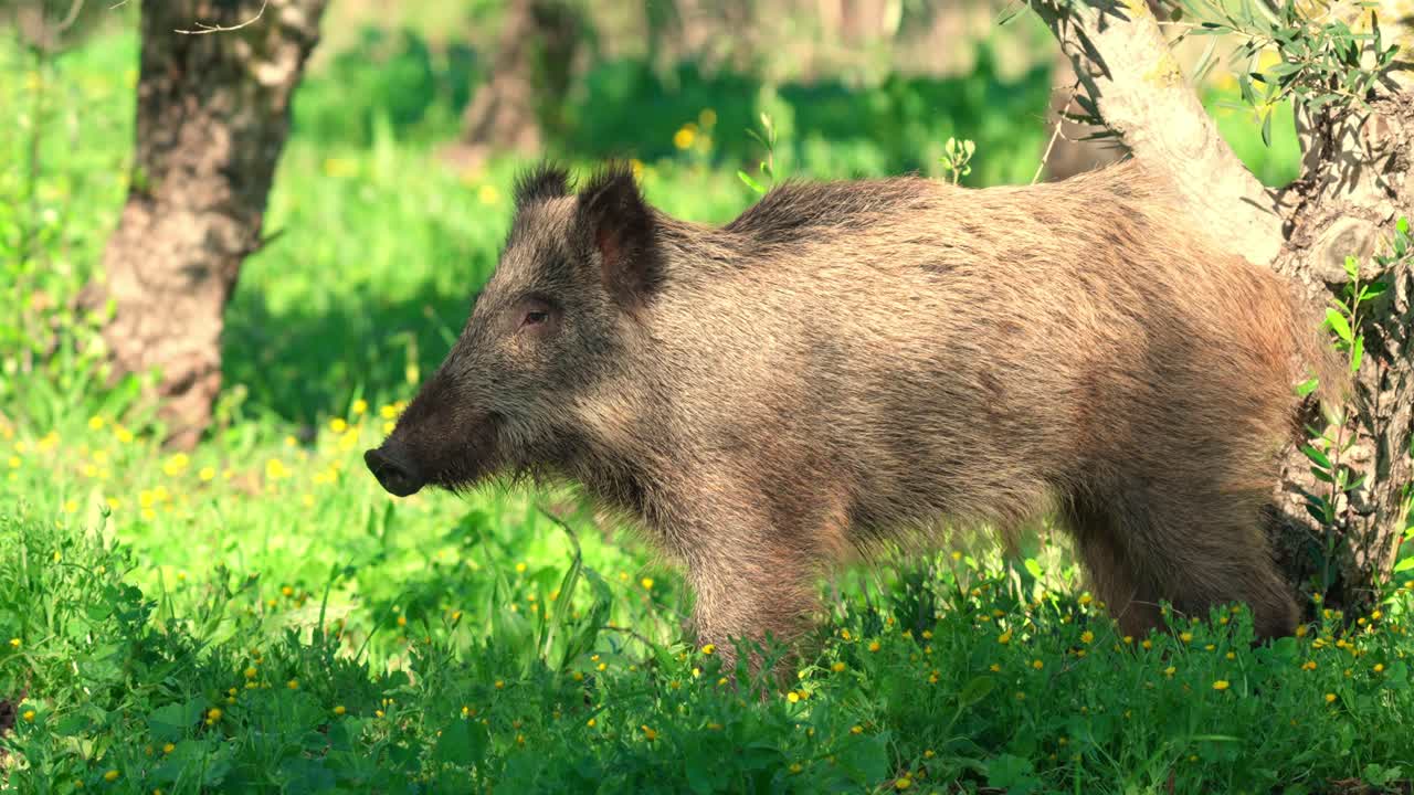Giovane cinghiale selvatico che cammina in un campo verde, guarda la camera e poi scappa improvvisamente