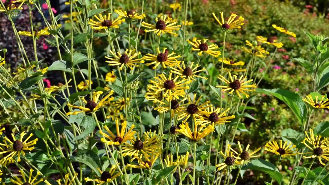 hermosas flores amarillas largas que se doblan suavemente a la brisa