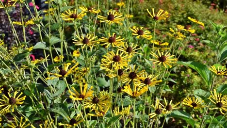 hermosas flores amarillas largas que se doblan suavemente a la brisa