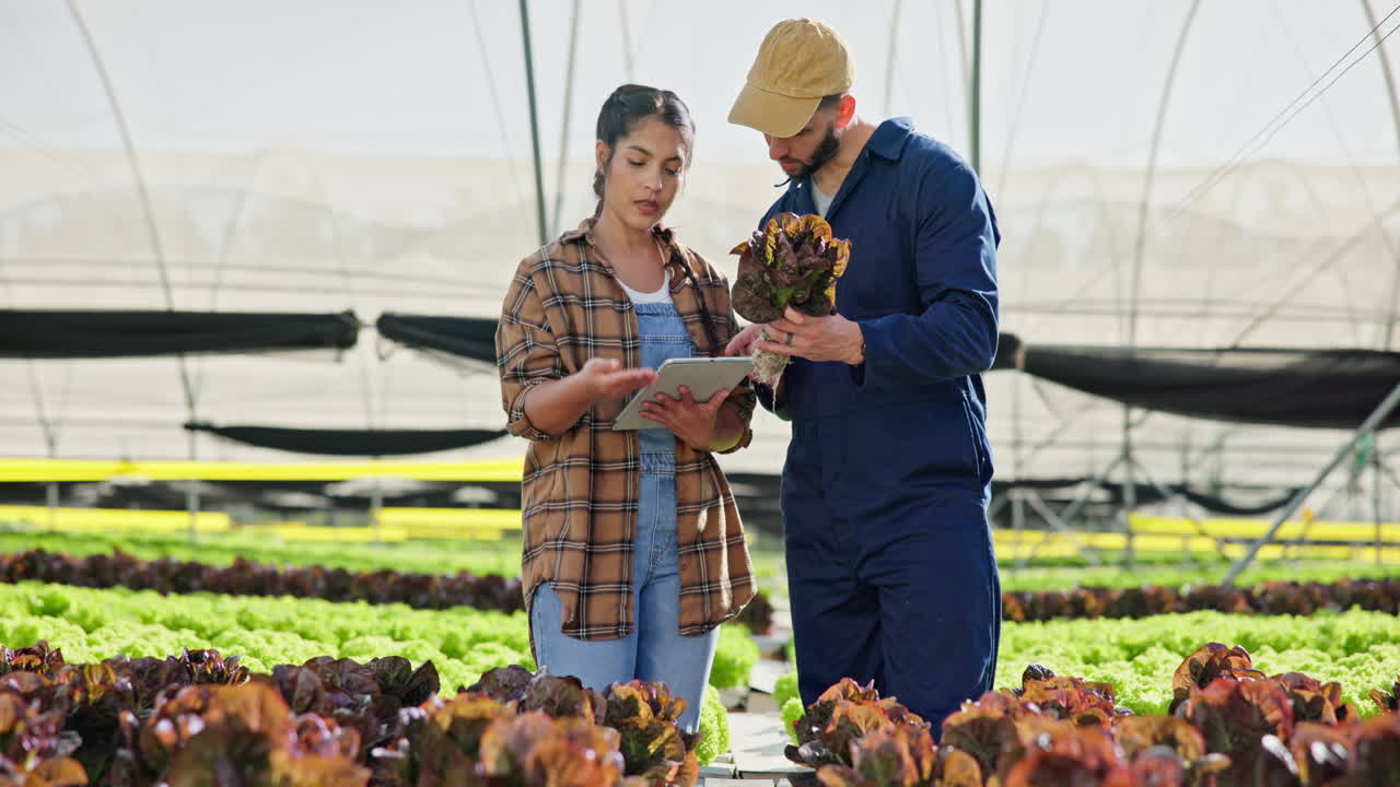 Farmers inspecting lettuce in a greenhouse