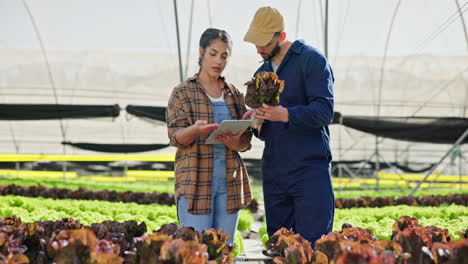 farmers inspecting lettuce in a greenhouse