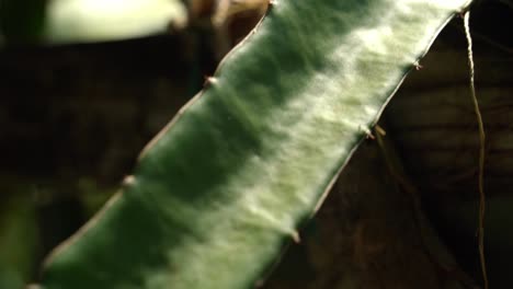 Panorámica-A-Través-De-La-Extremidad-Del-Cactus-De-La-Fruta-Del-Dragón-El-Sol-Brilla-A-Través-De-Hojas-Y-árboles-Fruta-Del-Dragón-Blanca-Rodajas-De-Fruta-Del-Dragón-Rojo-Y-Cultivando-Plantas-Exóticas-Pitaya