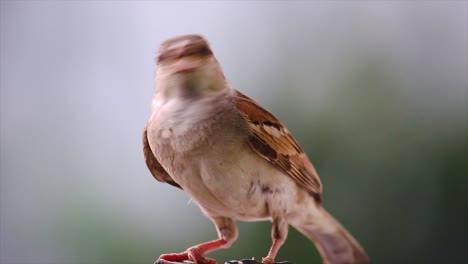 close-up shot of sparrow holding insect in its beak with soft natural background. great for wildlife, birdwatching, nature and animal behavior themes.