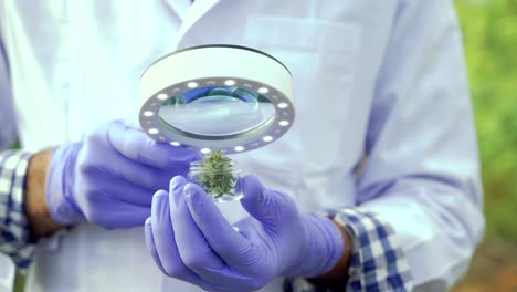 Scientist-examining-cannabis-plants-with-magnifier