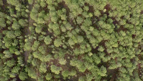 mediterranean pine forest