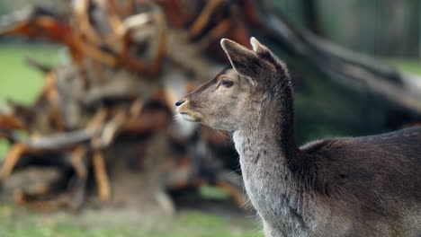 young red deer not moving while other deers pass behind it