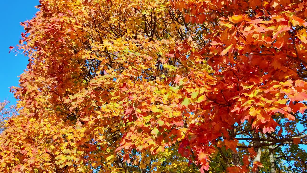 Looking up to bright deciduous tree foliage in vivid orange and red tones in autumn