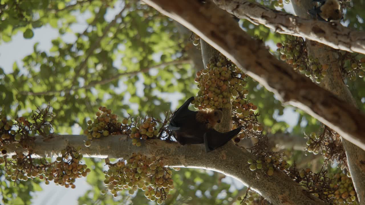Bat searching and eating fig from tree while hanging, in slow motion