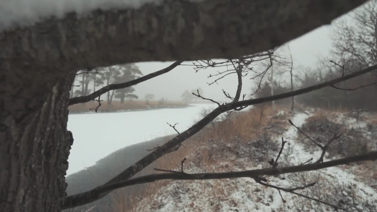 눈이 내리는 겨울의 숲 장면