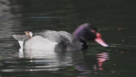 Close-up-of-rosy-billed-pochard-swimming-and-eating-in-dark-water