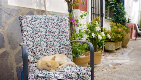 sleepy cat in a chair, spanish courtyard