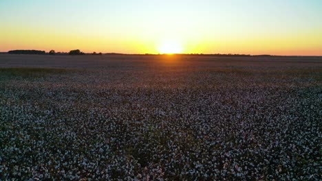 Gute-Antenne-Bei-Sonnenuntergang-Von-Baumwollanbau-Auf-Einem-Feld-In-Der-Region-Des-Mississippi-Flussdeltas