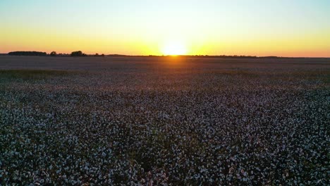 buena antena al atardecer del cultivo de algodón en un campo en la región del delta del río mississippi