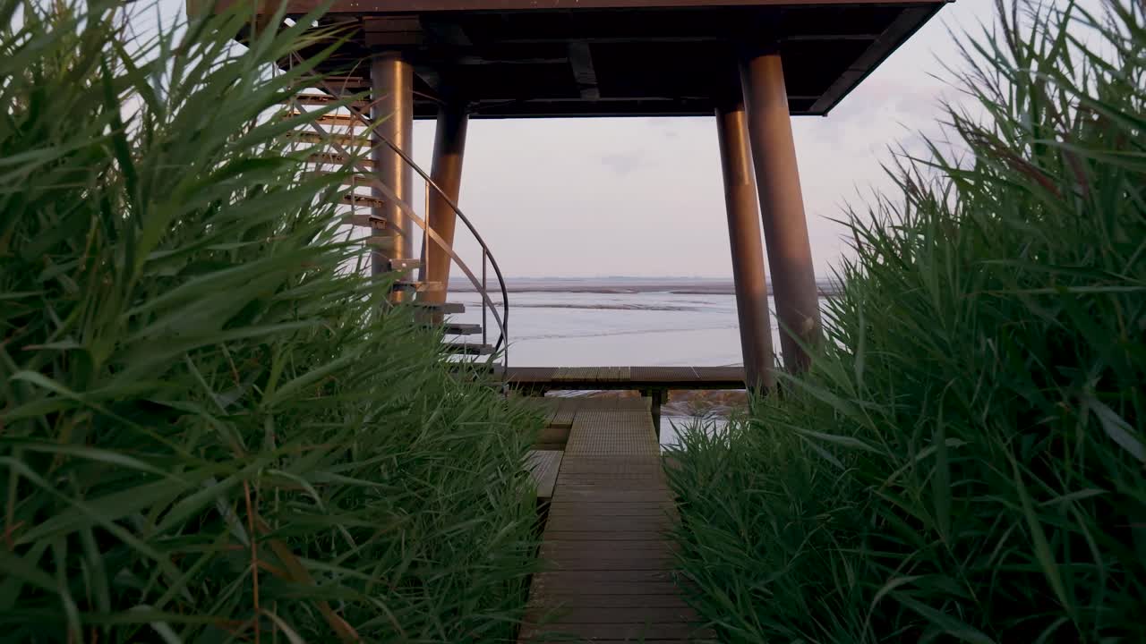 Wooden Walkway Through Reeds Leading to an Observation Tower