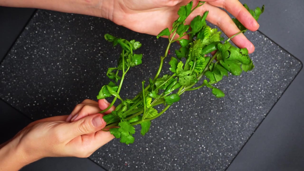Manos sosteniendo un manojo de hojas frescas de cilantro verde. Vista superior de una persona sosteniendo hierbas frescas de cilantro sobre un fondo de tabla de cortar oscura y texturizada