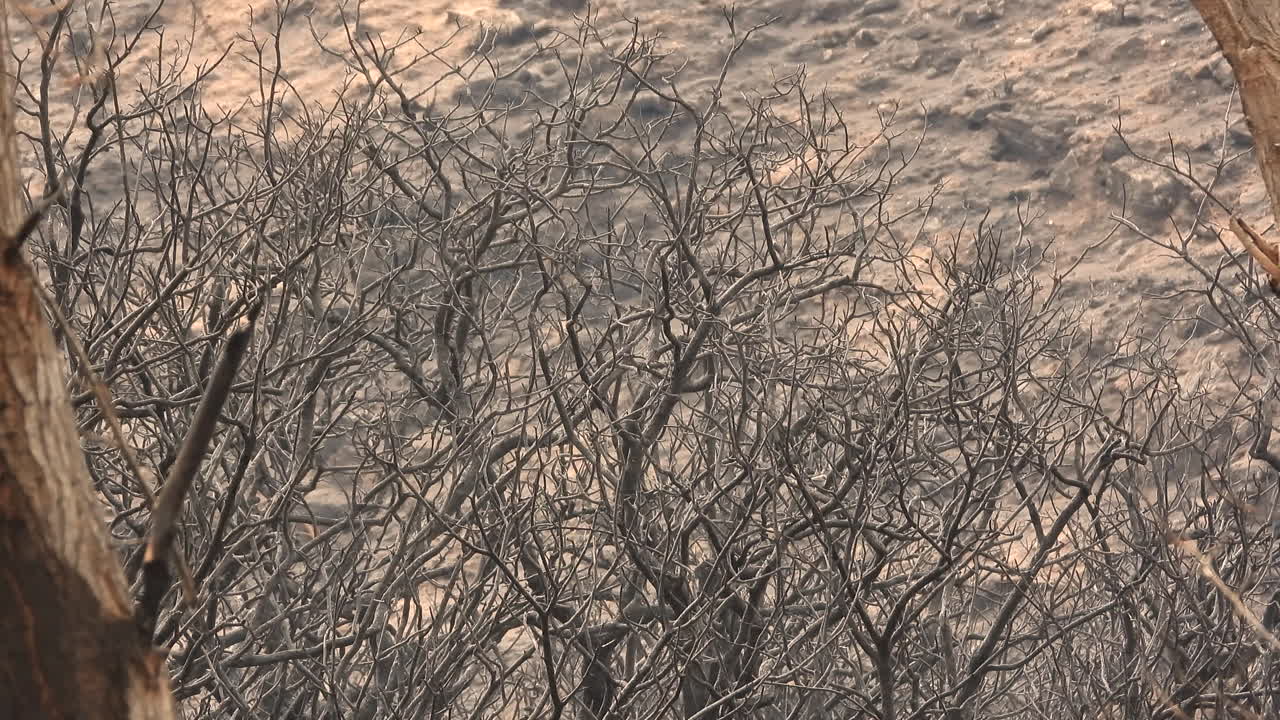 새가 산불로 황폐화 된 후 살아남은 나무로 돌아가는 자연의 탄력성