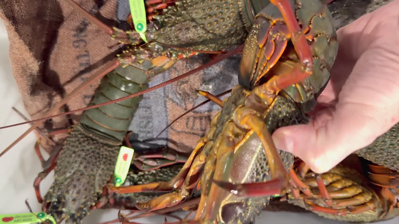 골드 코스트 해산물 시장에서 호박을 검사하고 있습니다.