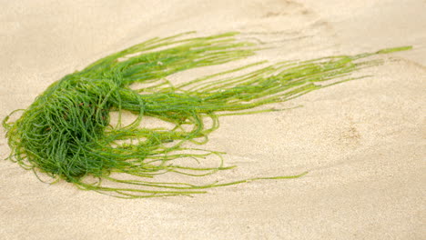 bright green algae on a sandy beach