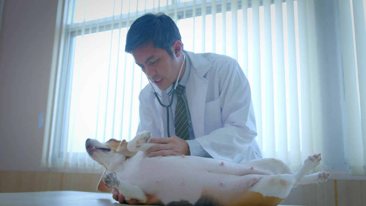 動物病院での診察中、怖がって元気なビーグル犬を落ち着かせているアジア人男性の獣医。コンセプト：ペットケア、獣医学、動物の健康