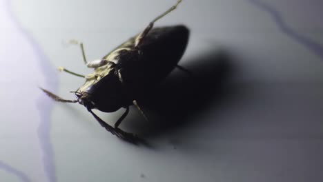 black chafer beetle on the floor