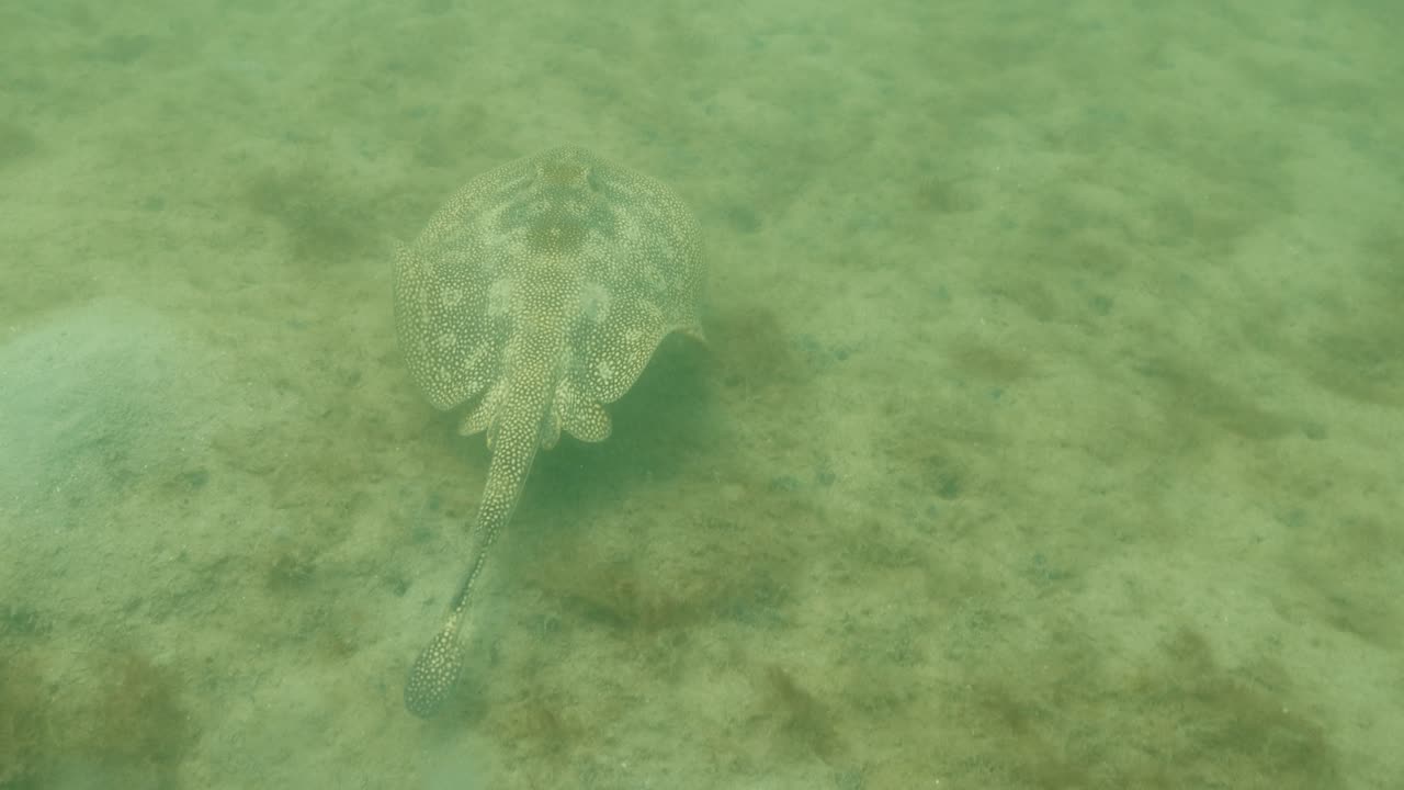 Underwater view of a stingray gliding over sandy ocean floor in shallow tropical water