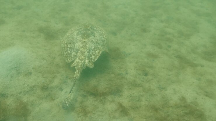 Underwater view of a stingray gliding over sandy ocean floor in shallow tropical water