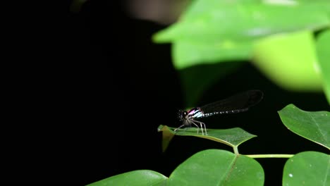 Perched-on-a-leaf-as-seen-close-enough-to-show-details-during-a-windy-day-in-the-forest-with-a-lovely-sunlight