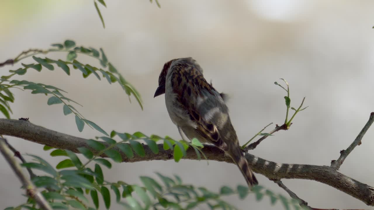 bonito gorrión sentado en la rama de un árbol en la naturaleza