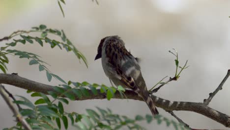 pretty sparrow sitting on branch of tree in nature