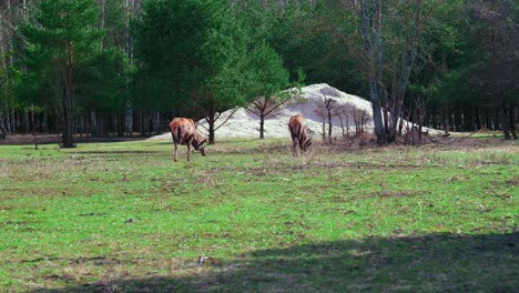 the proud deer stands with its back and eat grass. deer in the reserve among trees and other animals.