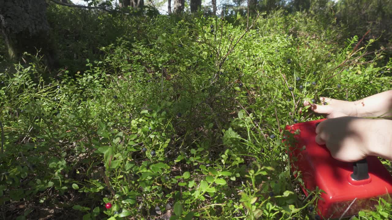 Person collecting wild blueberries using berry-picking rake