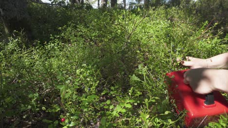 person collecting wild blueberries using berry-picking rake