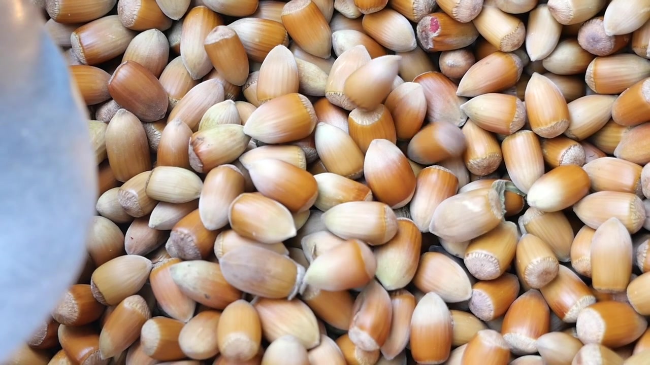 Metal Scoop Pouring Fresh Hazelnuts into a Cardboard Box