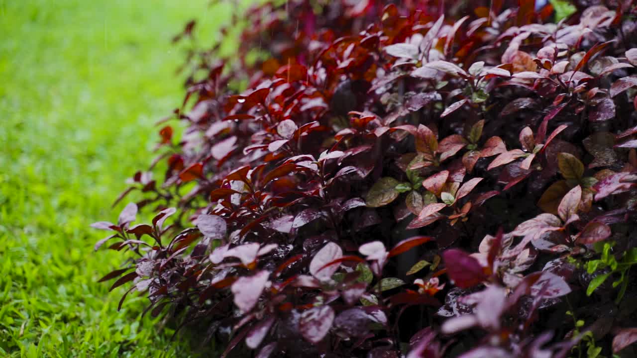 열대 포일에 자메이카에 내리는 비