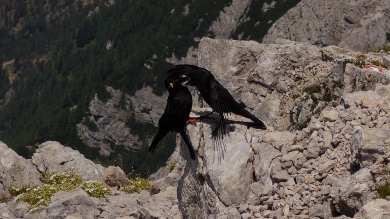 Due gracchi alpini competono per un pezzo di cibo su una cengia rocciosa di montagna, con uno degli uccelli che spiega le ali durante lo scontro.