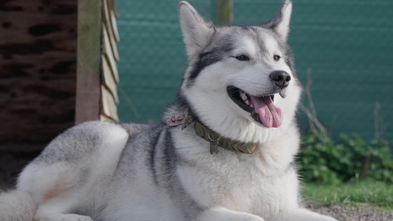 Relaxed family pet, beautiful powerful husky dog, slow motion scenery