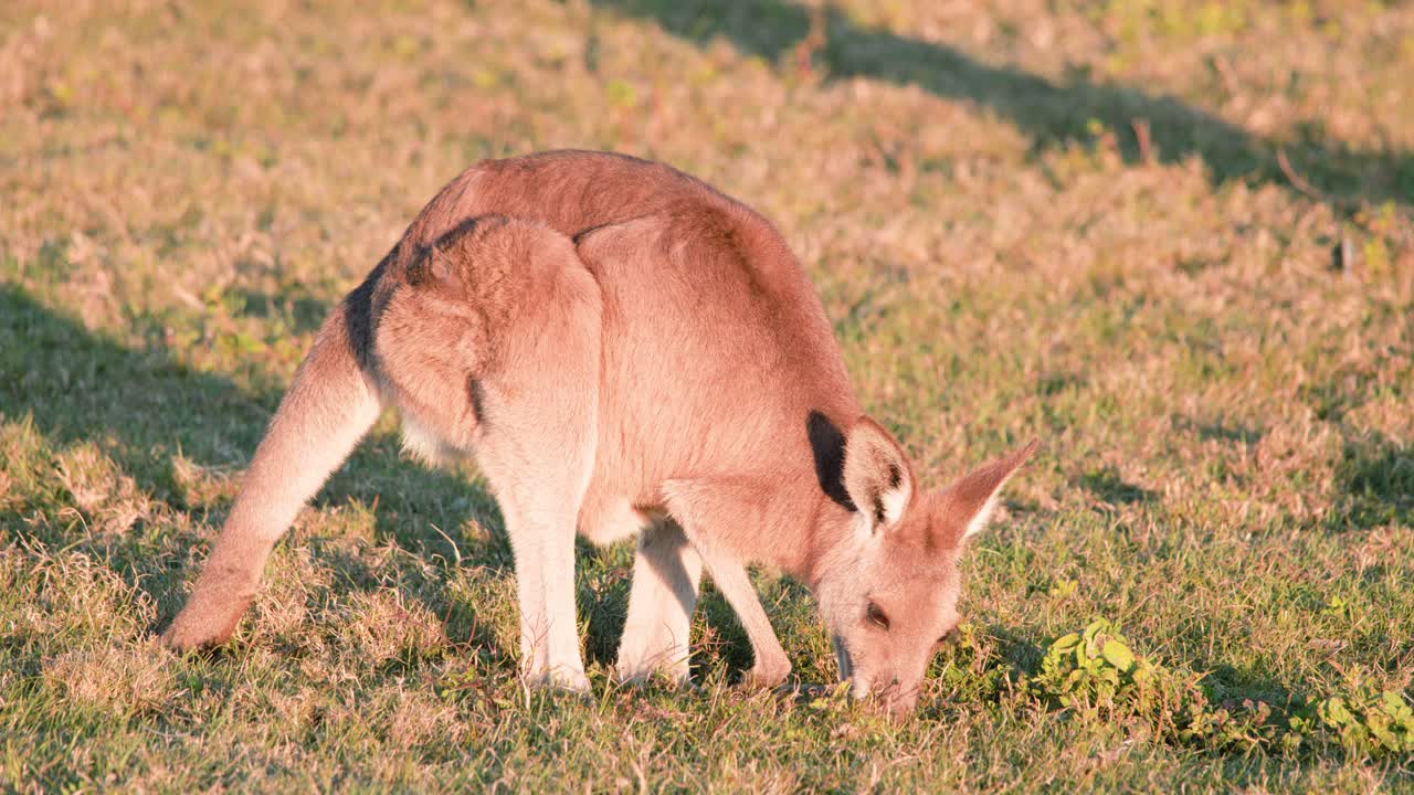 A young kangaroo joey feeds on grass in a sunlit open field, captured with steady camera and warm golden hour lighting on the Gold Coast