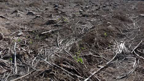 cleared land and deforestation in a forest with cut down trees and cut tree trunks