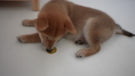 shiba inu cub with a doge crypto gold coin token