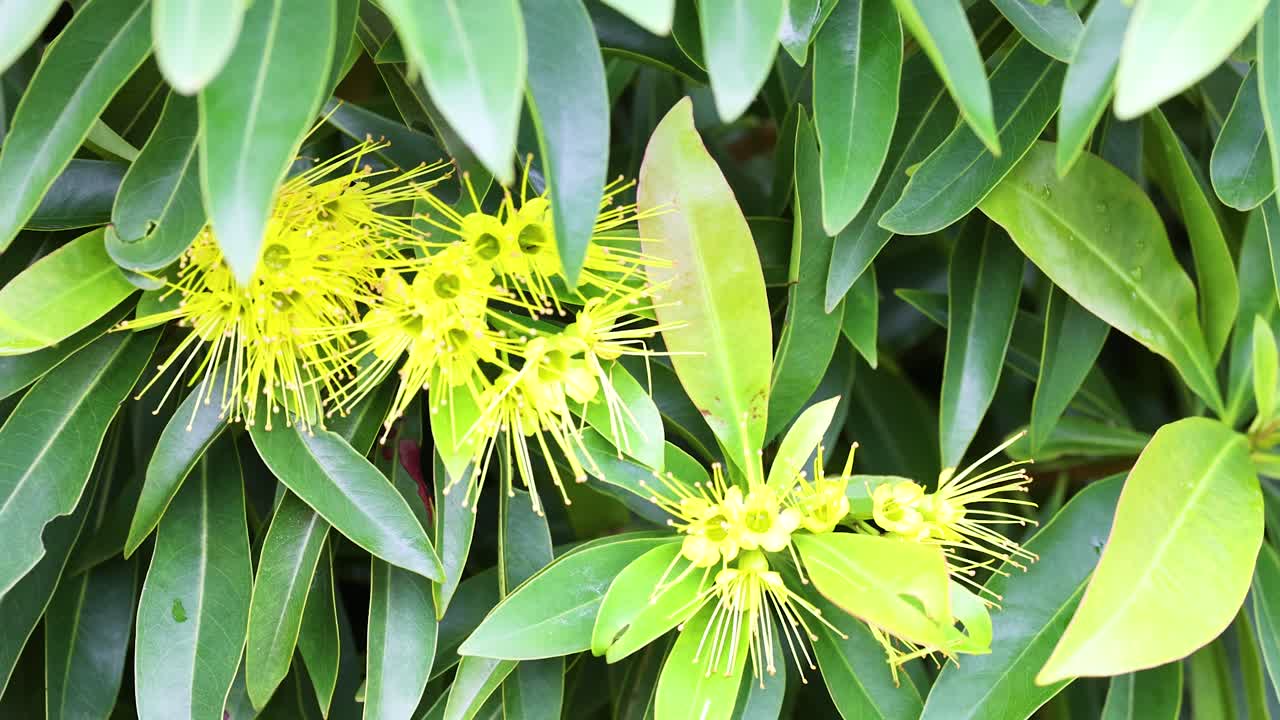 Bright yellow Xanthostemon flowers amidst lush green foliage, captured in natural daylight at Coffs Harbour, NSW