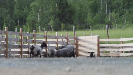 flock of black sheeps in wooden corral at countryside