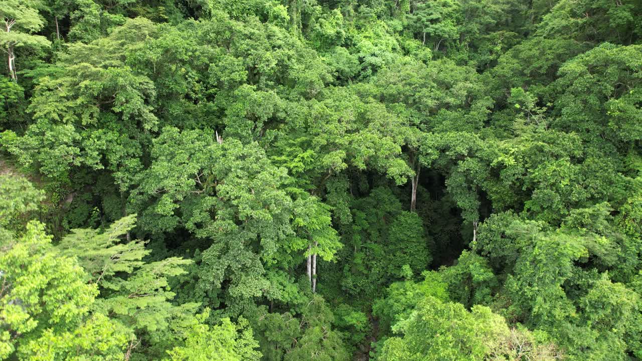 vista con drone de bosque tropical en costa rica