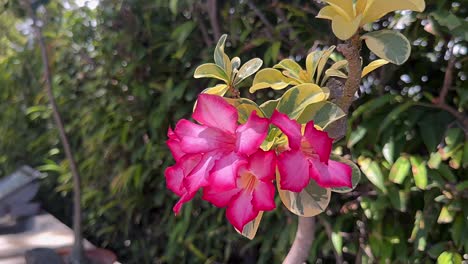 vibrant pink desert rose flowers in a garden