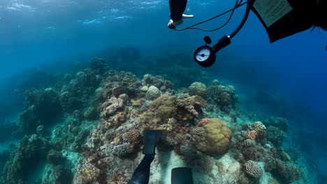 scuba diver explores a vibrant coral reef