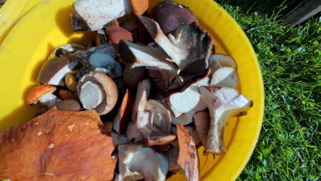 Close-Up-of-Wild-Mushrooms-in-Bucket