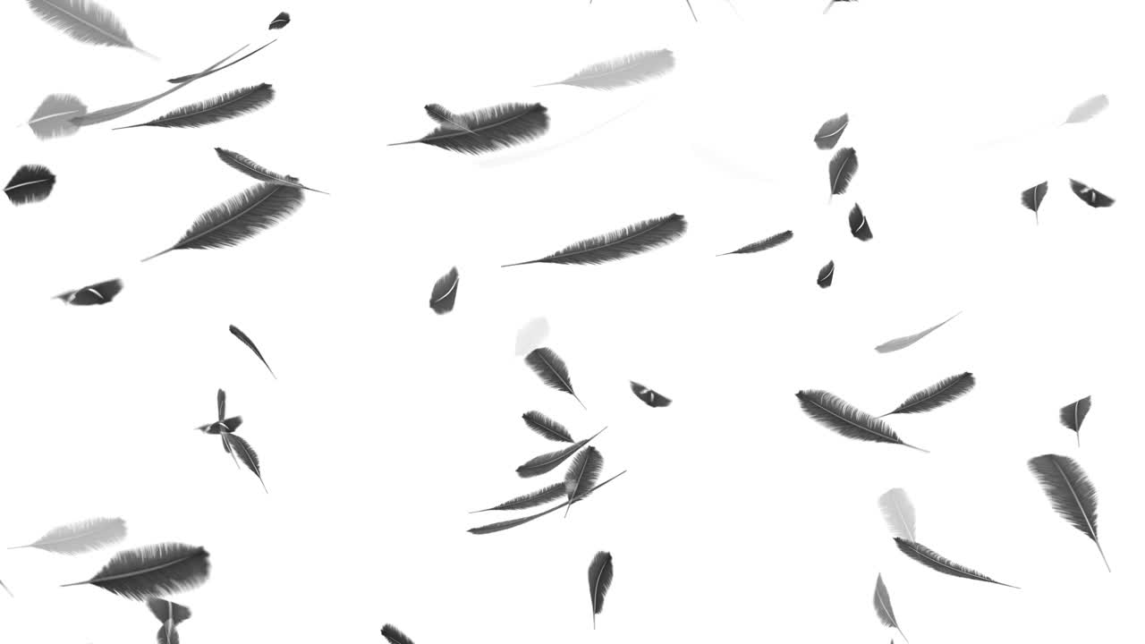 plumas que caen sobre un fondo blanco